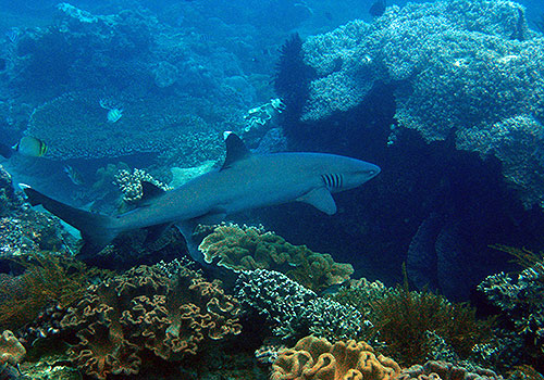 Padang Bay Dive Site